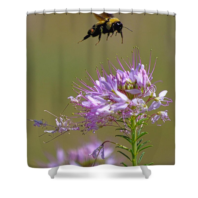 Bee Shower Curtain featuring the photograph Buzzing Around by Shane Bechler