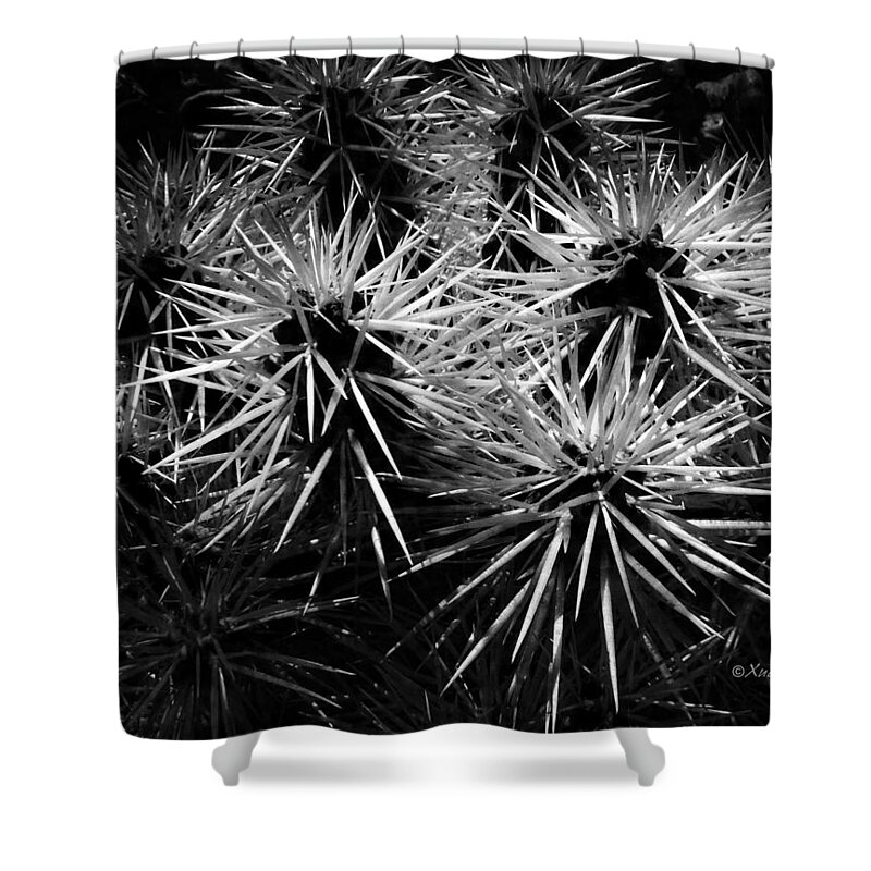 Prickly Shower Curtain featuring the photograph Cacti by Xueling Zou
