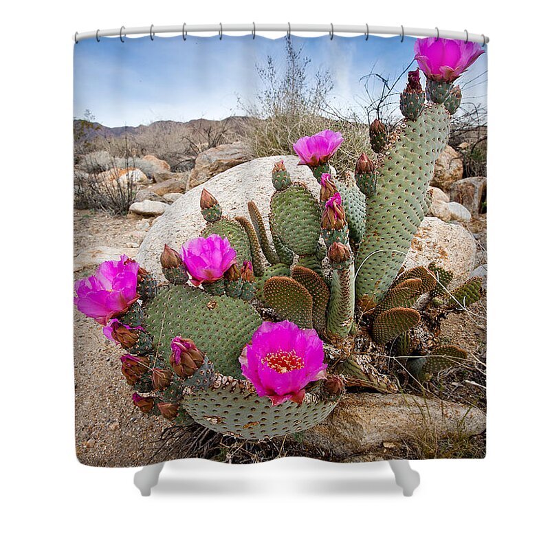 Anza-borrego Desert Shower Curtain featuring the photograph Cactus Blooms by Peter Tellone