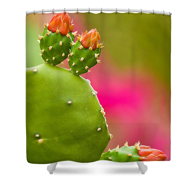 Cactus Shower Curtain featuring the photograph Cactus Flower by Lisa Chorny