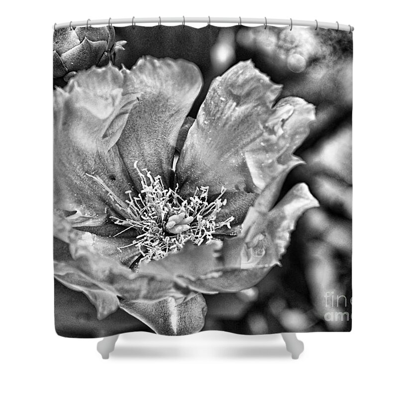 Pear Cactus Shower Curtain featuring the digital art Cactus - Pear Cactus Bloom1 - Luther Fine Art by Luther Fine Art