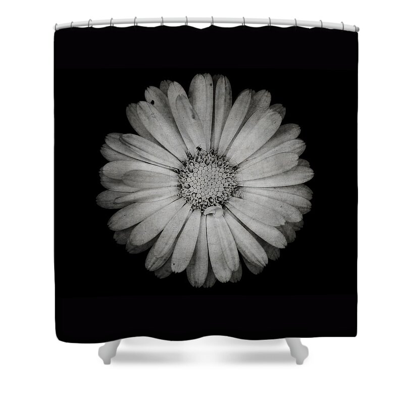 Calendula Shower Curtain featuring the photograph Calendula flower - Textured version by Laura Melis