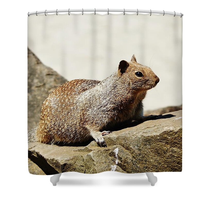 Squirrel Shower Curtain featuring the photograph California Ground Squirrel by VLee Watson
