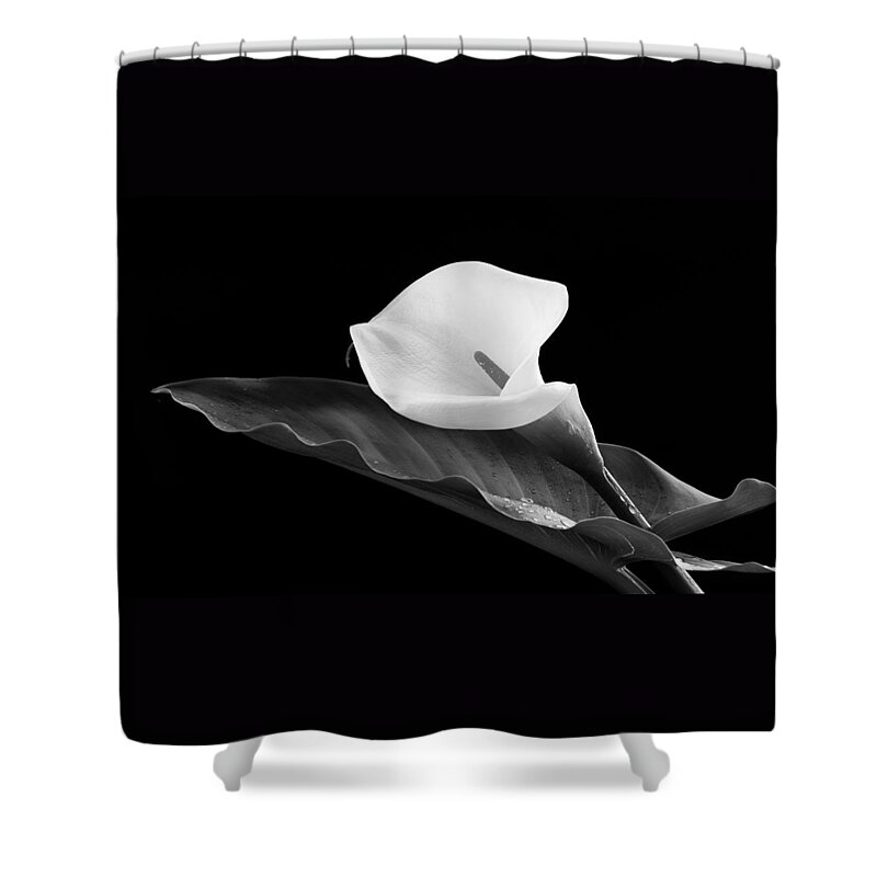 Calla Lili Shower Curtain featuring the photograph Calla lily flower by Michalakis Ppalis