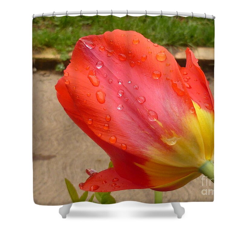Flower Beauty Shower Curtain featuring the photograph Calming after the rain by Lingfai Leung