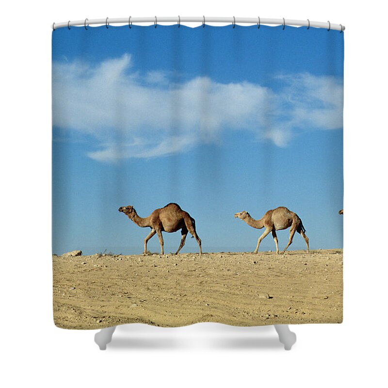 Camels; Animal; Desert; Arid Shower Curtain featuring the photograph Camel train by Anonymous