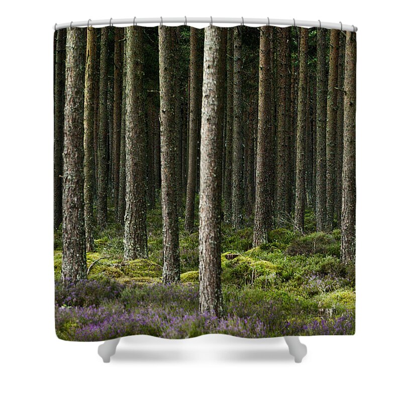 Dornoch Shower Curtain featuring the photograph Camore Wood Scotland by Sally Ross