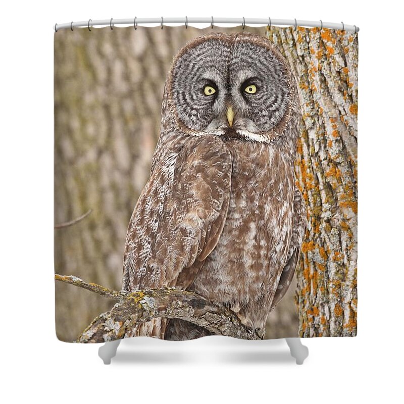 Great Grey Owl Shower Curtain featuring the photograph Camouflage-an owl's best friend by Heather King