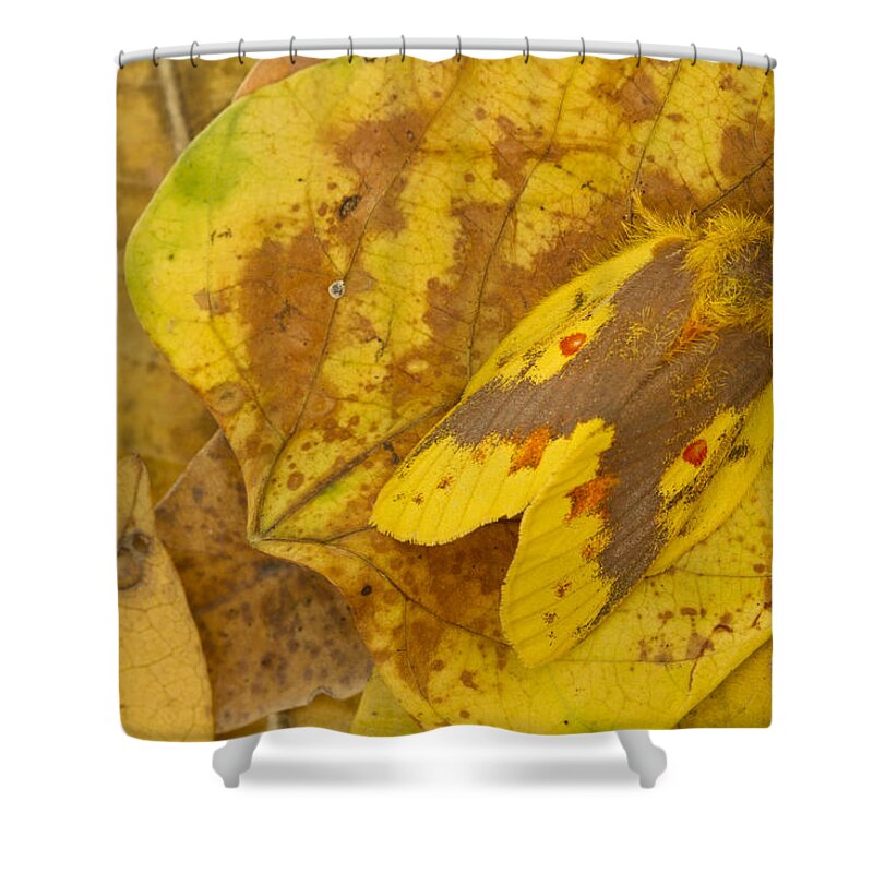 496676 Shower Curtain featuring the photograph Camouflaged Tent Caterpillar Moth by Piotr Naskrecki