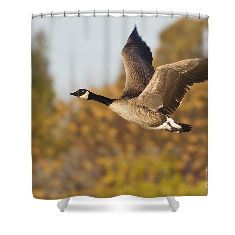 Goose Shower Curtain featuring the photograph Canada Goose in the skies by Bryan Keil