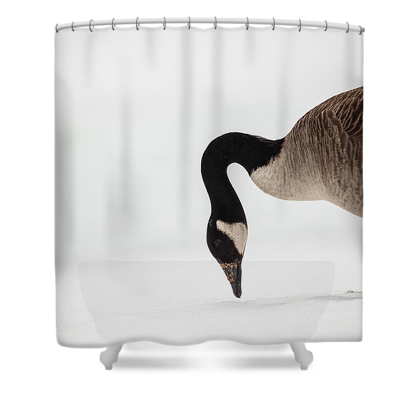 Canada Goose Point Shower Curtain featuring the photograph Canada Goose Point by Karol Livote