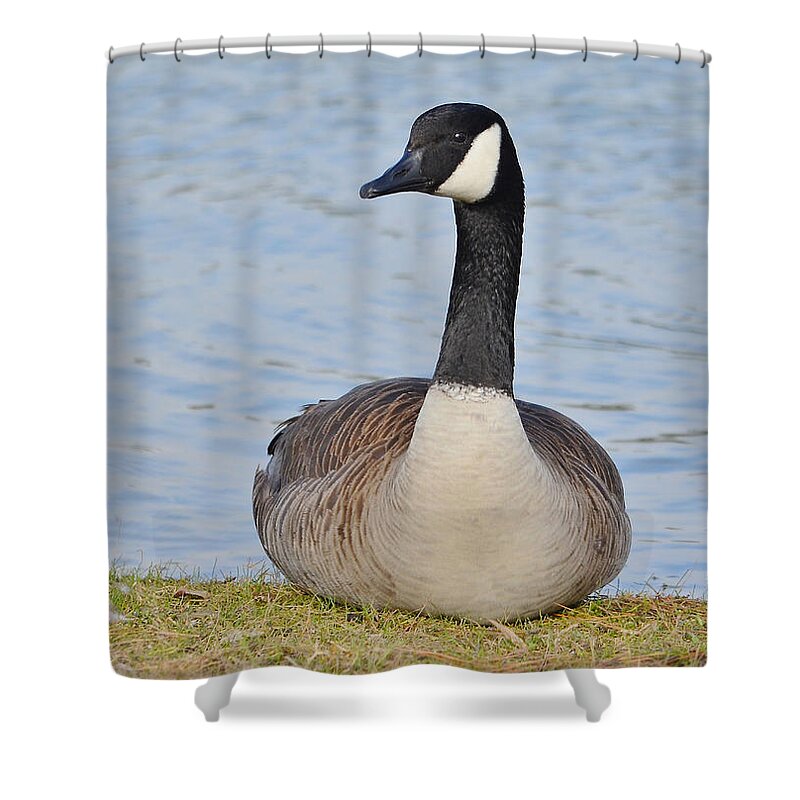 Goose Shower Curtain featuring the photograph Canada Goose Resting By The Lake by Kathy Baccari