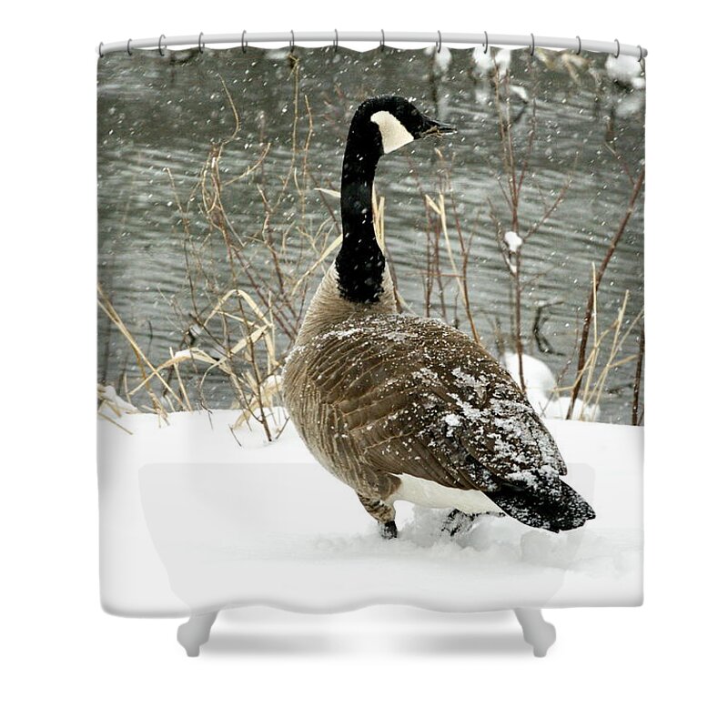 Goose Shower Curtain featuring the photograph Canadian Goose in Snow by Alan Hutchins