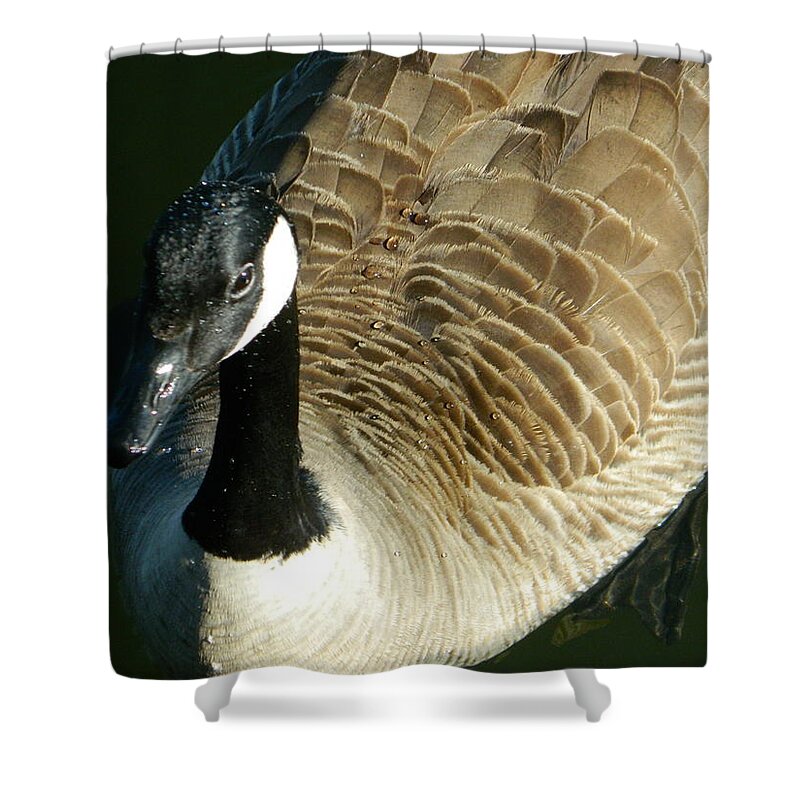 Canadian Goose Portrait Shower Curtain featuring the photograph Canadian Goose Portrait by Emmy Vickers