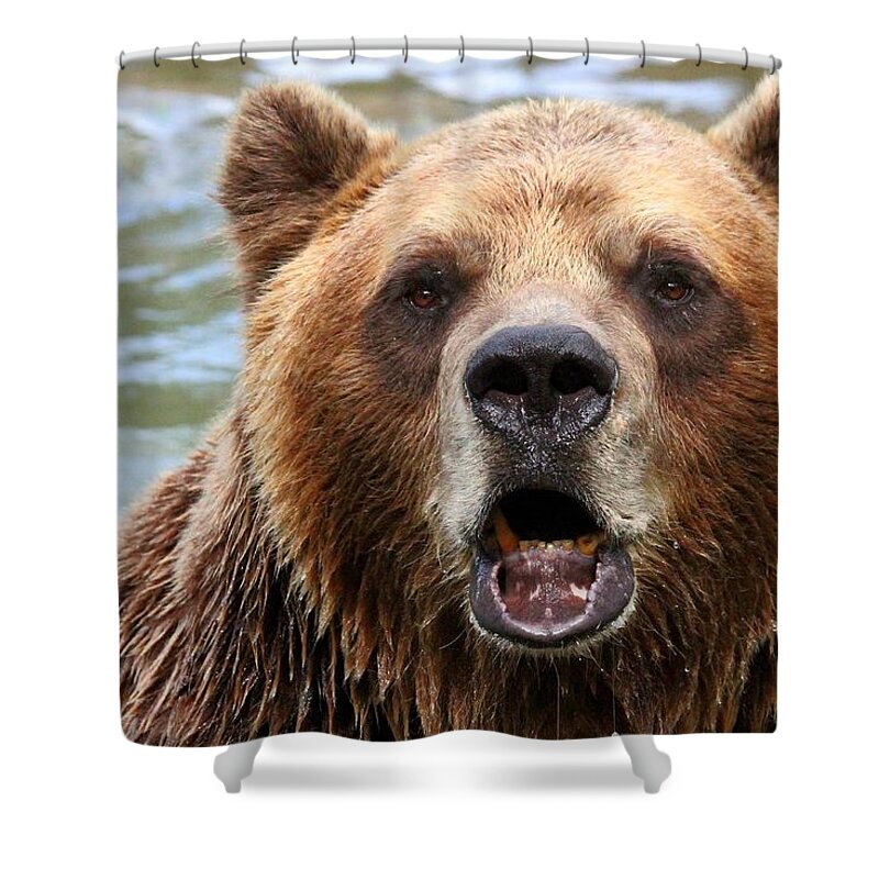 Animal Shower Curtain featuring the photograph Canadian Grizzly by Davandra Cribbie