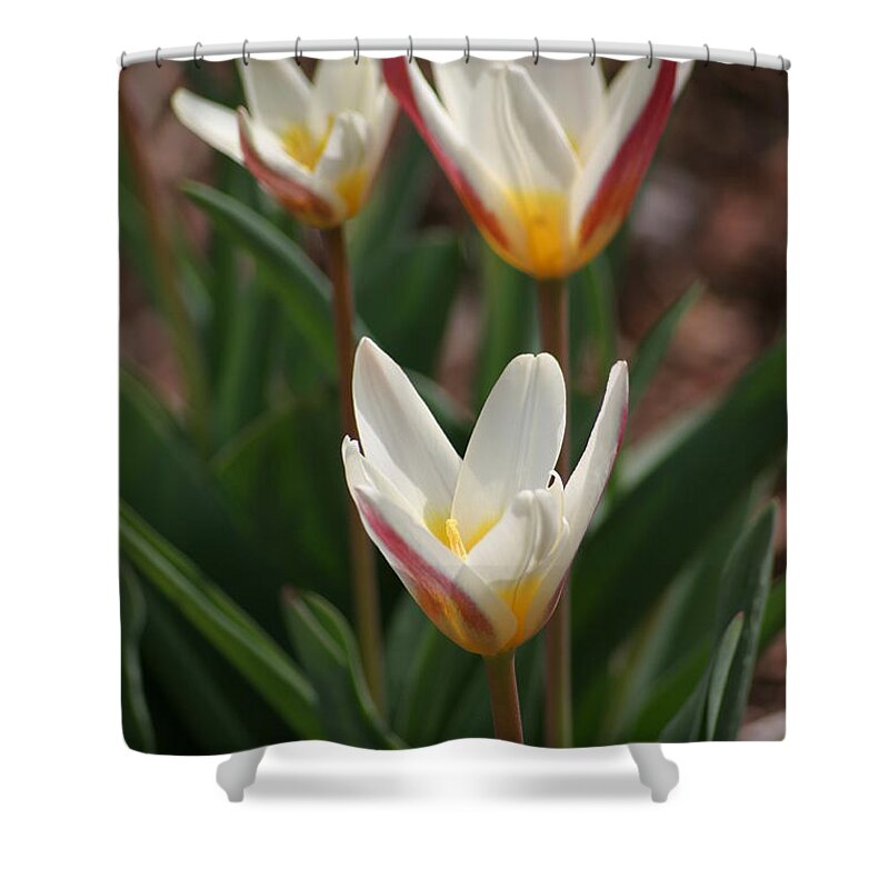 Tulips Shower Curtain featuring the photograph Candlestick Tulips by Living Color Photography Lorraine Lynch