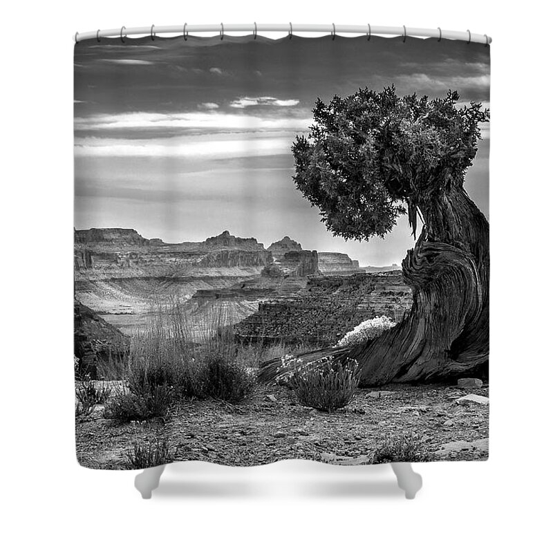Twisted Pine Tree Shower Curtain featuring the photograph Canyon and Twisted Pine by Lori Grimmett