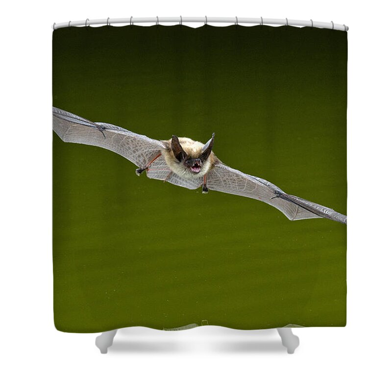 American Wildlife Shower Curtain featuring the photograph Canyon Bat by Anthony Mercieca