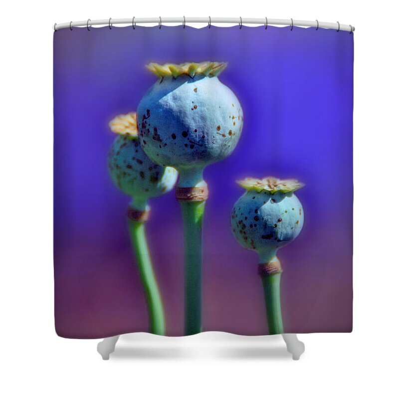 Capsules Shower Curtain featuring the photograph Capsules of Poppy by Savannah Gibbs