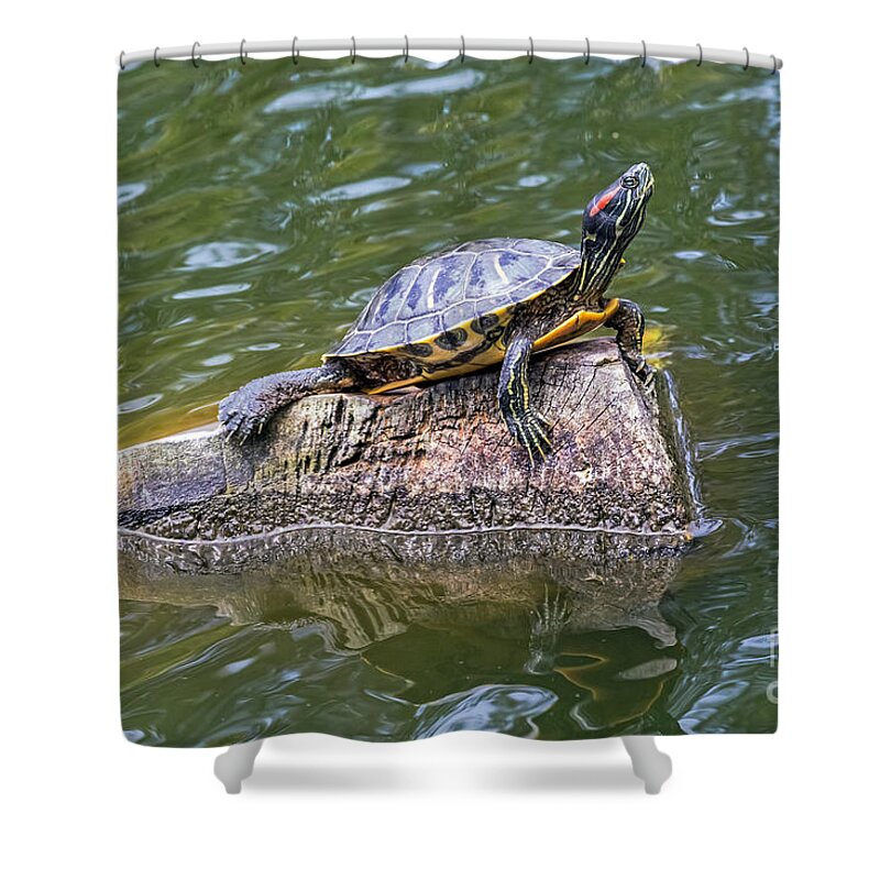 Animal Shower Curtain featuring the photograph Captain Turtle by Kate Brown
