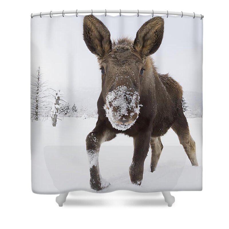 Moose Shower Curtain featuring the photograph Captive Young Bull Moose In Deep Snow by Doug Lindstrand