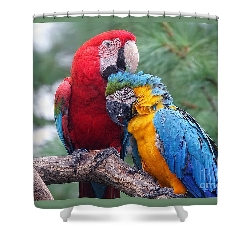 Parrots Shower Curtain featuring the photograph Grooming Session by Geoff Crego