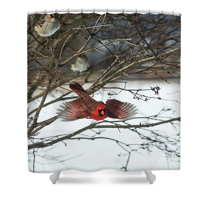 Jan Holden Shower Curtain featuring the photograph Cardinal in Flight by Holden The Moment