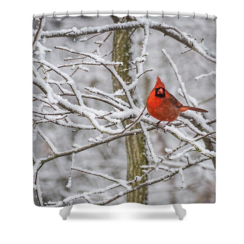 Nature Shower Curtain featuring the photograph Cardinal in Snow by David Kay