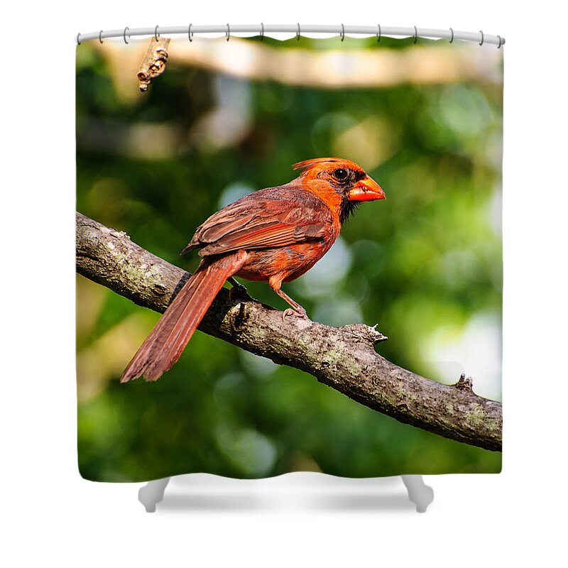 Bird Shower Curtain featuring the photograph Cardinal by John Johnson
