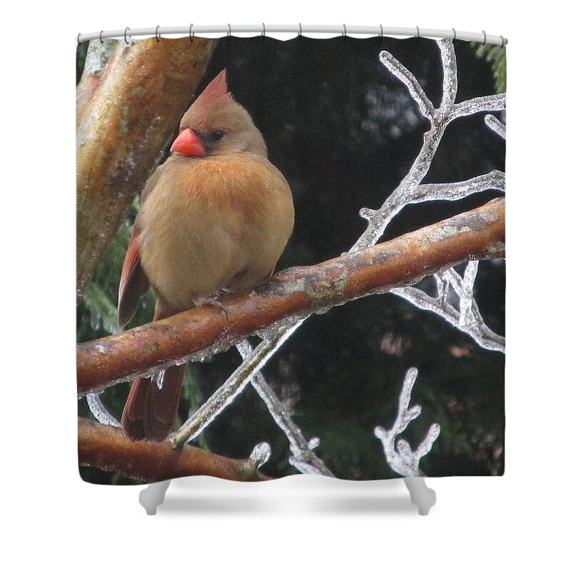 Bird Shower Curtain featuring the photograph Cardinal by Marilyn Zalatan