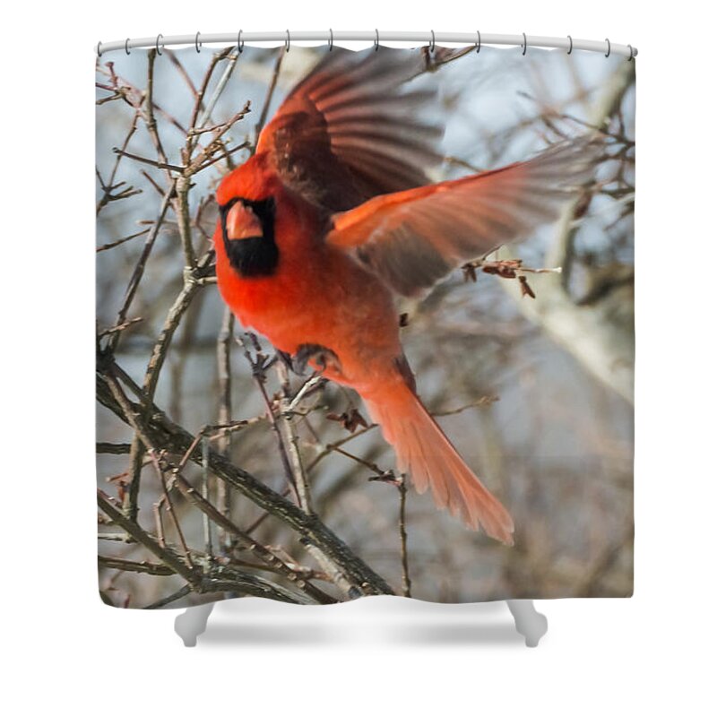 Jan Holden Shower Curtain featuring the photograph Cardinal Takes Off by Holden The Moment