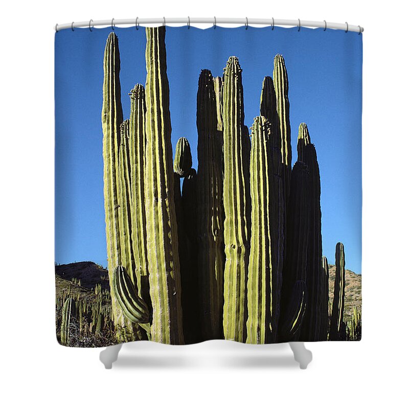 Feb0514 Shower Curtain featuring the photograph Cardon Cacti Santa Catalina Island Baja by Tui De Roy