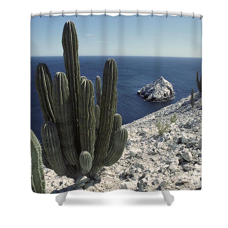 Feb0514 Shower Curtain featuring the photograph Cardon Cactus On Cliffs Isla Baja by Tui De Roy