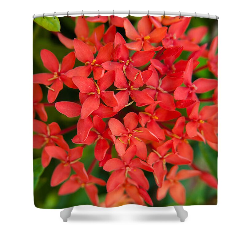 Brenda Jacobs Photography & Fine Art Shower Curtain featuring the photograph Caribbean Stars by Brenda Jacobs