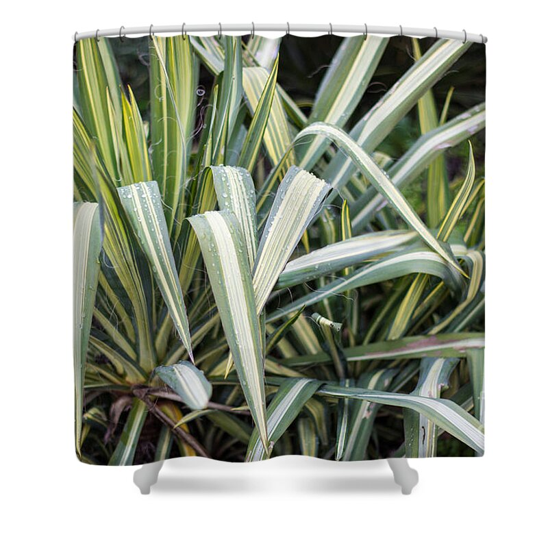 Carmel Mission Shower Curtain featuring the photograph Carmel Garden by Suzanne Luft