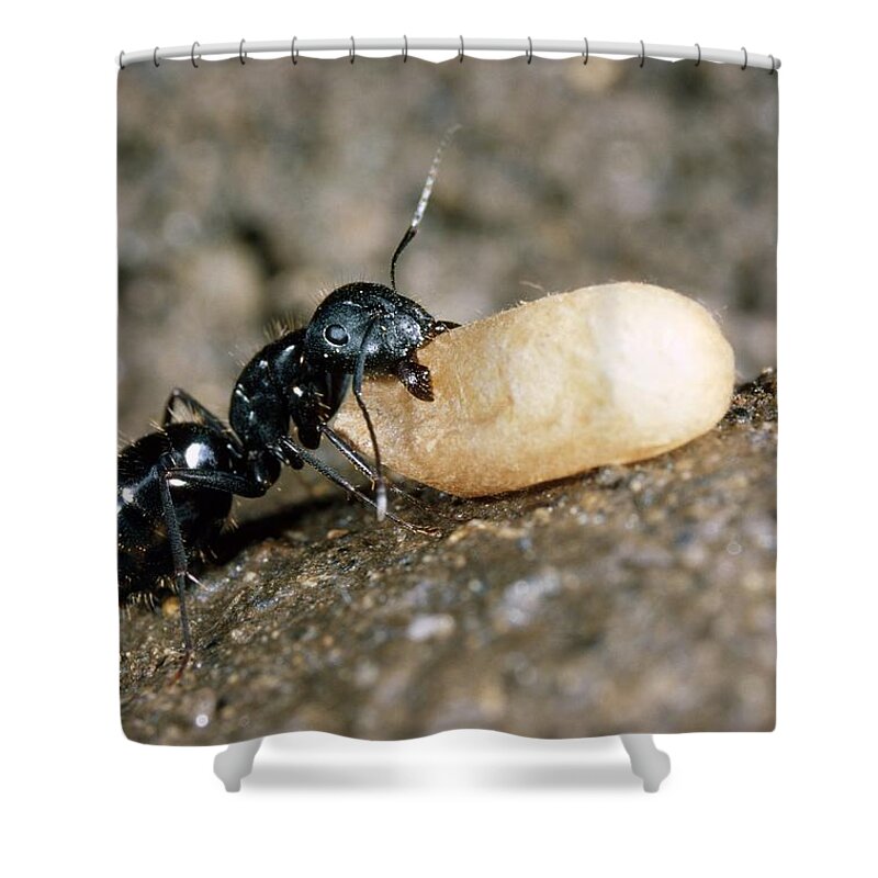Animal Shower Curtain featuring the photograph Carpenter Ant by Perennou Nuridsany
