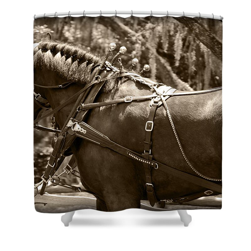 Photograph Shower Curtain featuring the photograph Carriage Horse by Larah McElroy