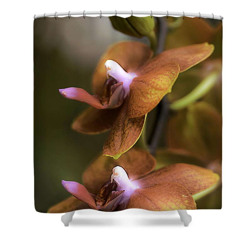 Orchid Shower Curtain featuring the photograph Cascading Exotic Orchids by Julie Palencia