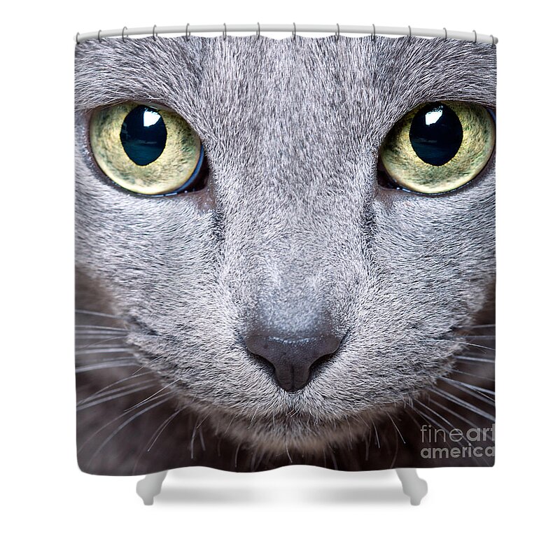 Cat Shower Curtain featuring the photograph Cat Eyes by Nailia Schwarz