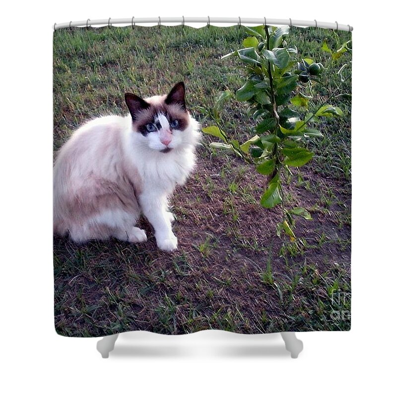 Burmese Shower Curtain featuring the photograph Cat 'n Orange Tree by Joseph Baril