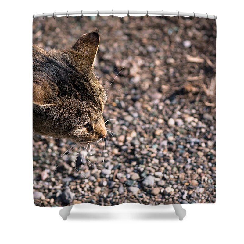 Cat Shower Curtain featuring the photograph Cat On The Prowl by Holden The Moment