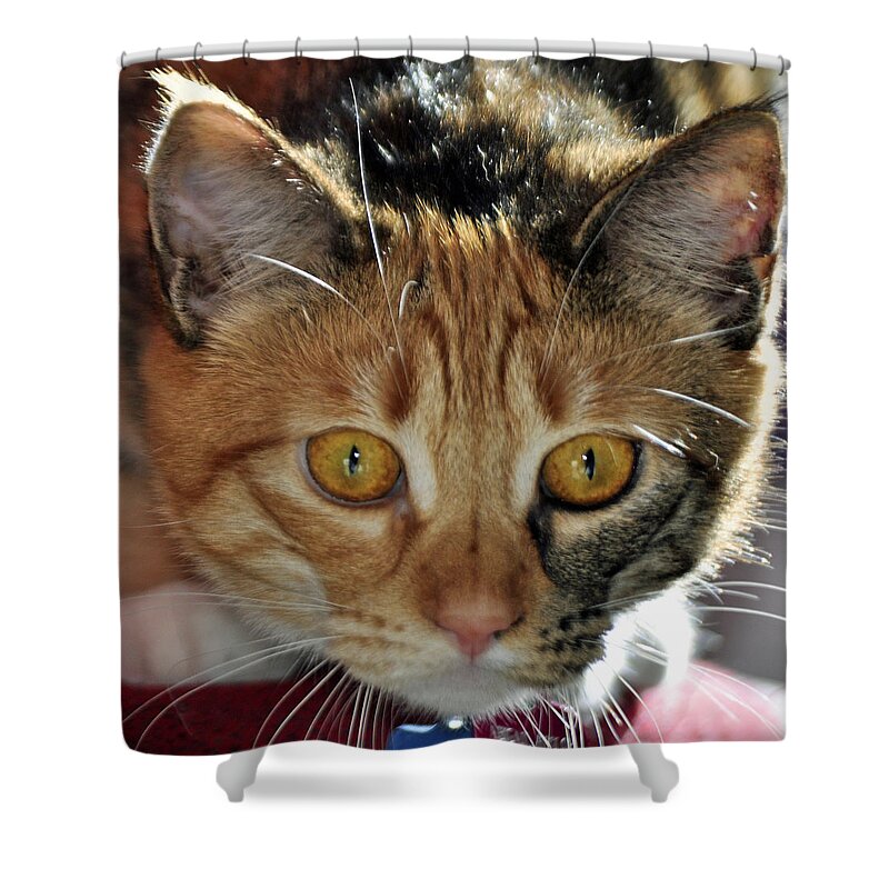 Feline Shower Curtain featuring the photograph Cat Stare Down by Tikvah's Hope