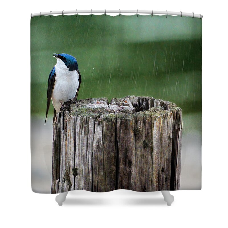 Bird Shower Curtain featuring the photograph Catching Raindrops by Jai Johnson
