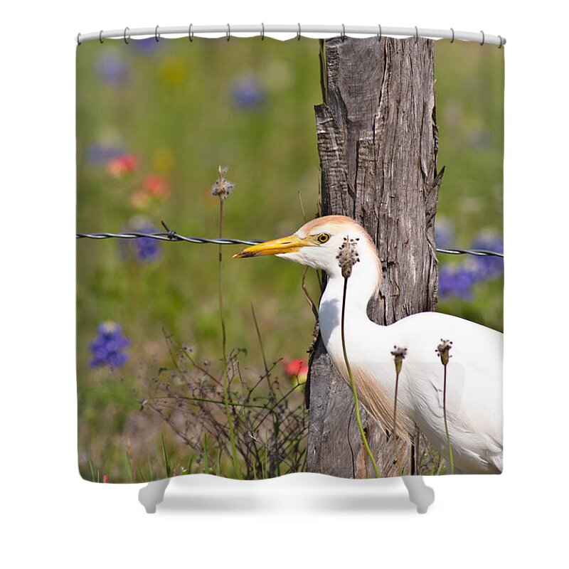 Animal Shower Curtain featuring the photograph Cattle Egret At Fenceline by Robert Frederick