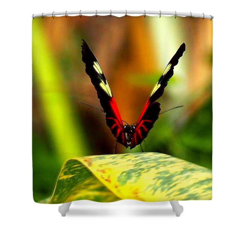 Nature Shower Curtain featuring the photograph Cattleheart Butterfly by Amy McDaniel