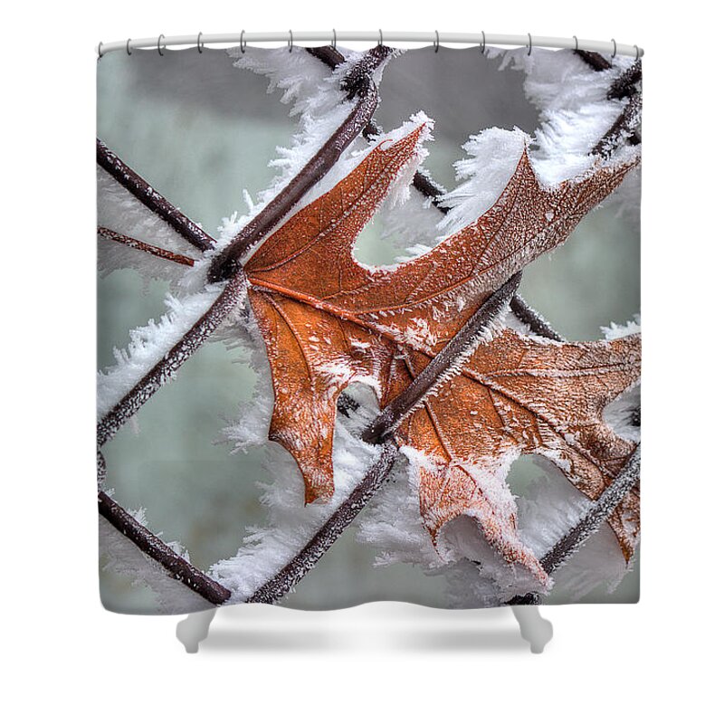 Frosted Leaf Shower Curtain featuring the photograph Caught In The Fence And Frost by Michael Eingle