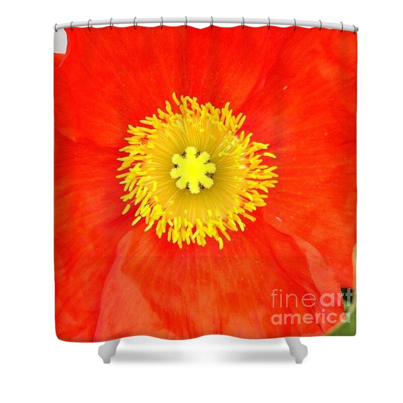 Vibrant Shower Curtain featuring the photograph Caught You Looking by Denise Railey