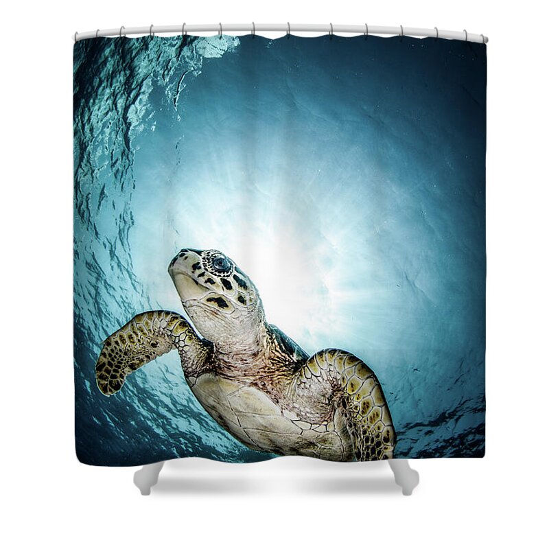 Underwater Shower Curtain featuring the photograph Cayman Sun Ball Turtle by Tom Meyer