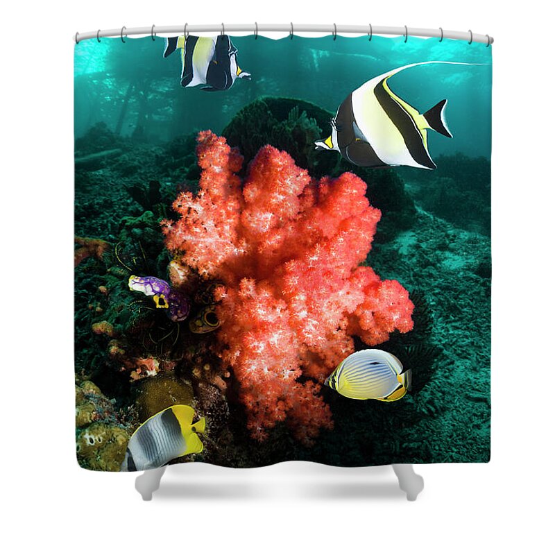 Butterflyfish Shower Curtain featuring the photograph Ccoral Reef With Fish by Georgette Douwma