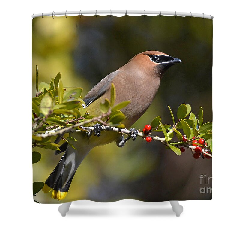 Cedar Waxwing Shower Curtain featuring the photograph Cedar Waxwing And Red Berries by Kathy Baccari